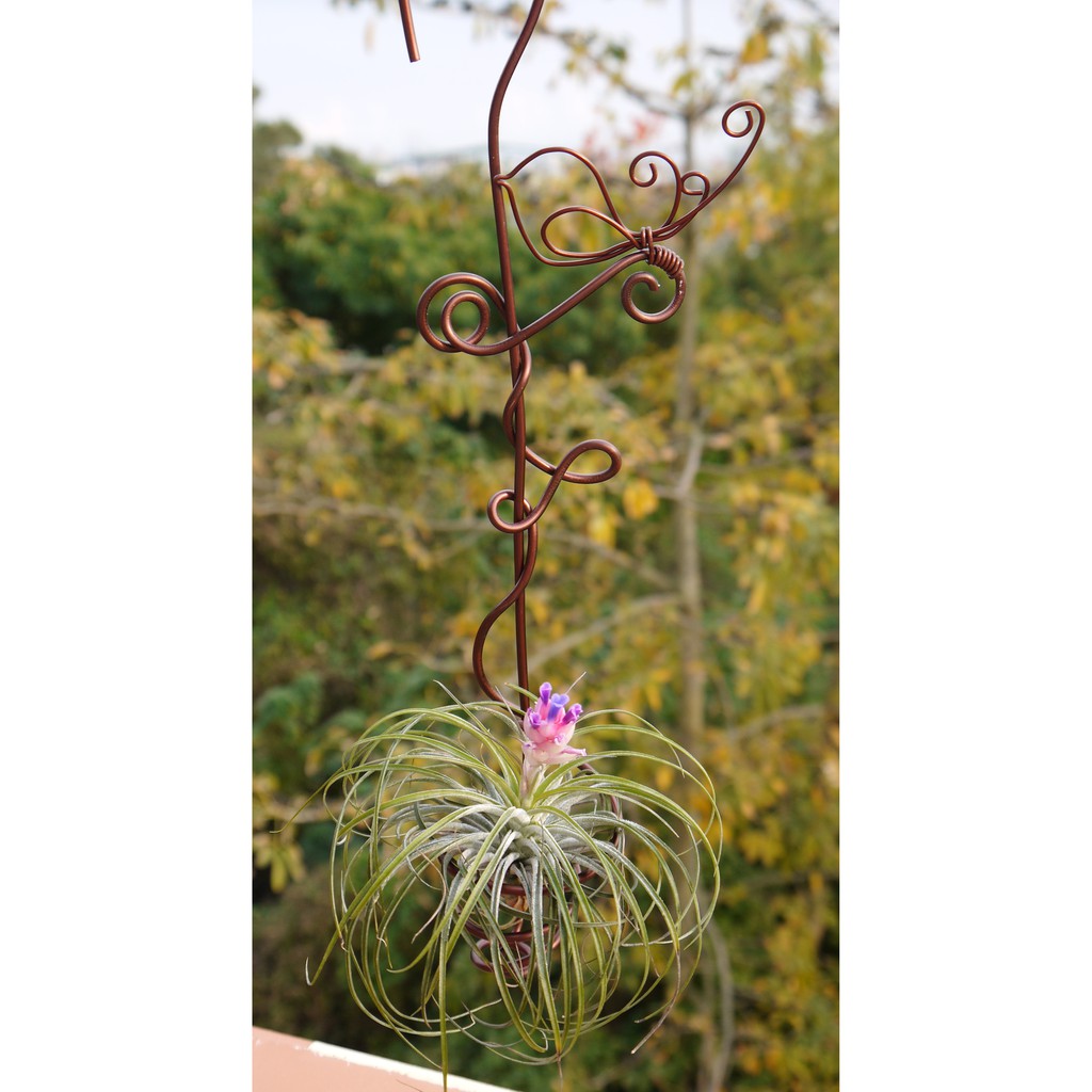 吊掛空氣鳳梨架 空氣鳳梨架 三種款式 花樣渼栽盆栽生活館 蝦皮購物