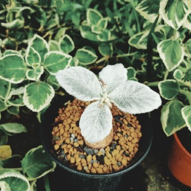 斷崖女王 絨毛塊根 多肉植物 園藝白色羽毛柔軟白毛 蝦皮購物