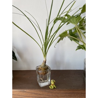 水耕植物栽培瓶 比價撿便宜 優惠與推薦 22年4月