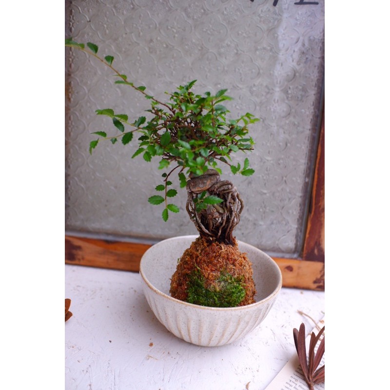 苔球 苔玉 榆樹 桌上盆栽 植物辦公室 療癒植物 室內植栽 觀葉植物