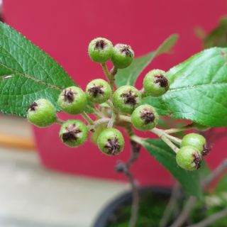 日本進口鐮柄日本石楠果物盆栽自花結果 蝦皮購物