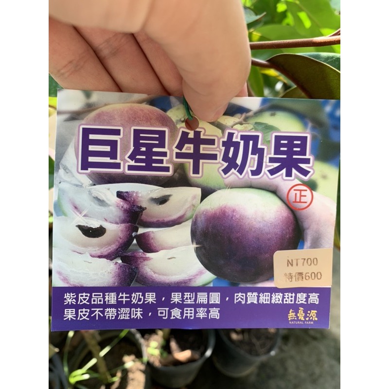 新品種！巨星牛奶果靠接苗一棵600