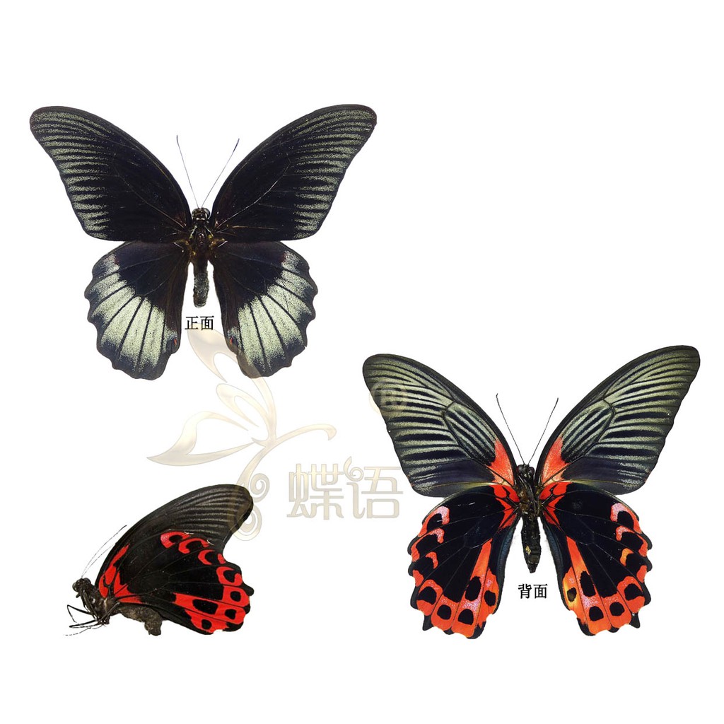 全館免運昆蟲標本蝴蝶標本標本科教標本鳳蝶標本papilio Rumanzovia Semperinus 蝦皮購物