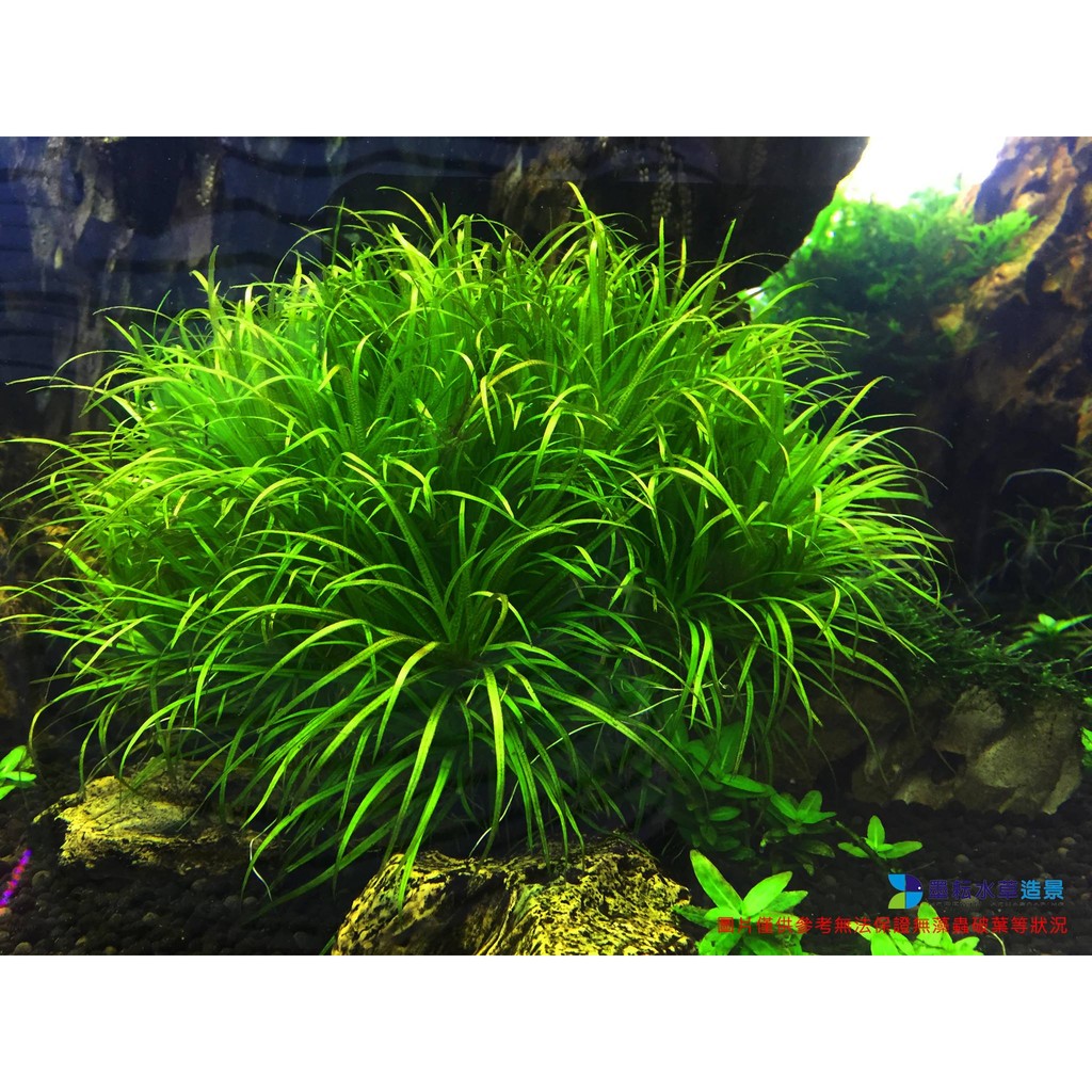 墨耘水草 日本簀藻 日本澤藻 水中葉 1株 25元耐熱中景一般級水族 蝦皮購物