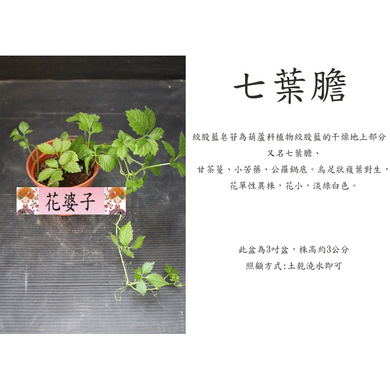 七葉膽 植物 香草植物 香料植物 香料香草食用植物五吋3入 蝦皮購物
