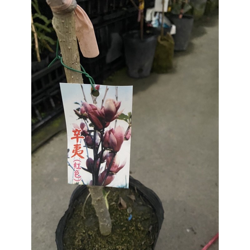 墨紫辛夷的價格推薦 22年11月 比價比個夠biggo