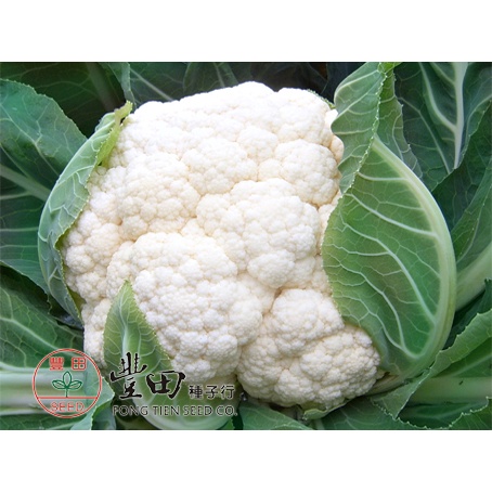 【野菜部屋~】E73 壽山花椰菜種子0.25公克 , 100天白菜 , 生長勢旺 , 品質極佳 , 每包16元 ~