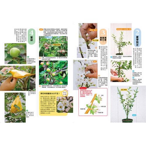 最高人氣果樹盆栽 免流汗 誰都種得活 看見開花又結果 折 蝦皮購物