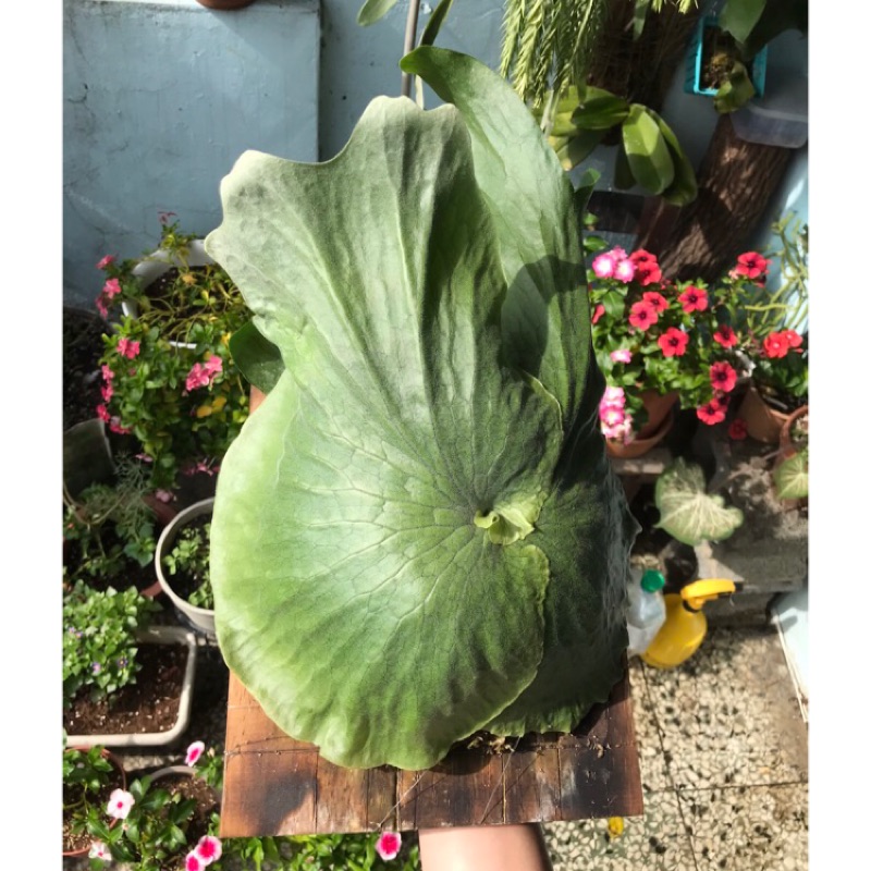 植計畫plant Plan 女王交巨獸鹿角蕨 鹿角蕨 獸王 蝦皮購物