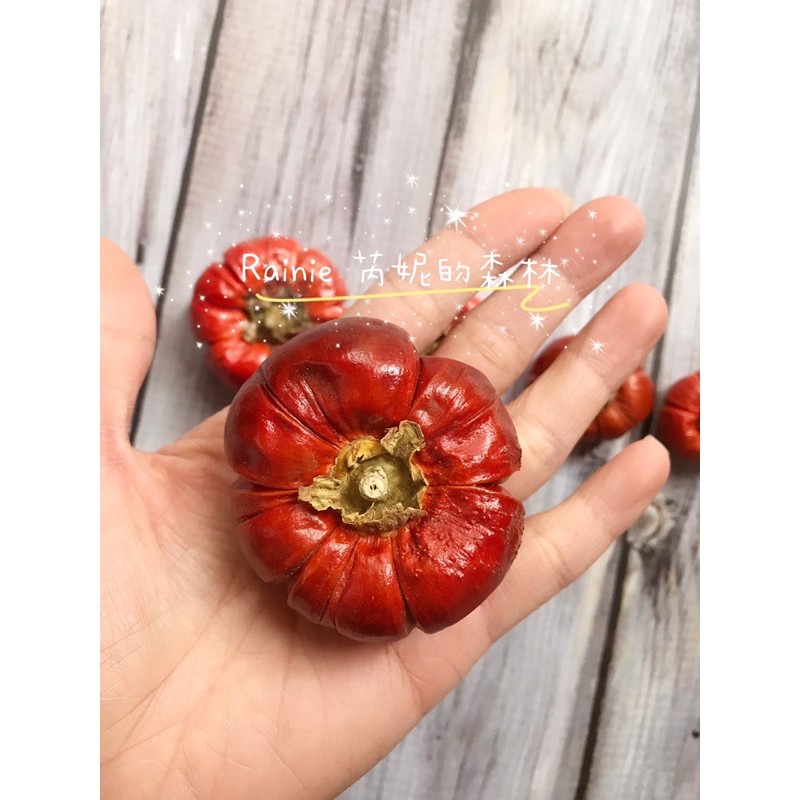 大南瓜茄🎃 限定商品 4-5cm乾燥花 乾燥種子 橘色 暗紅
