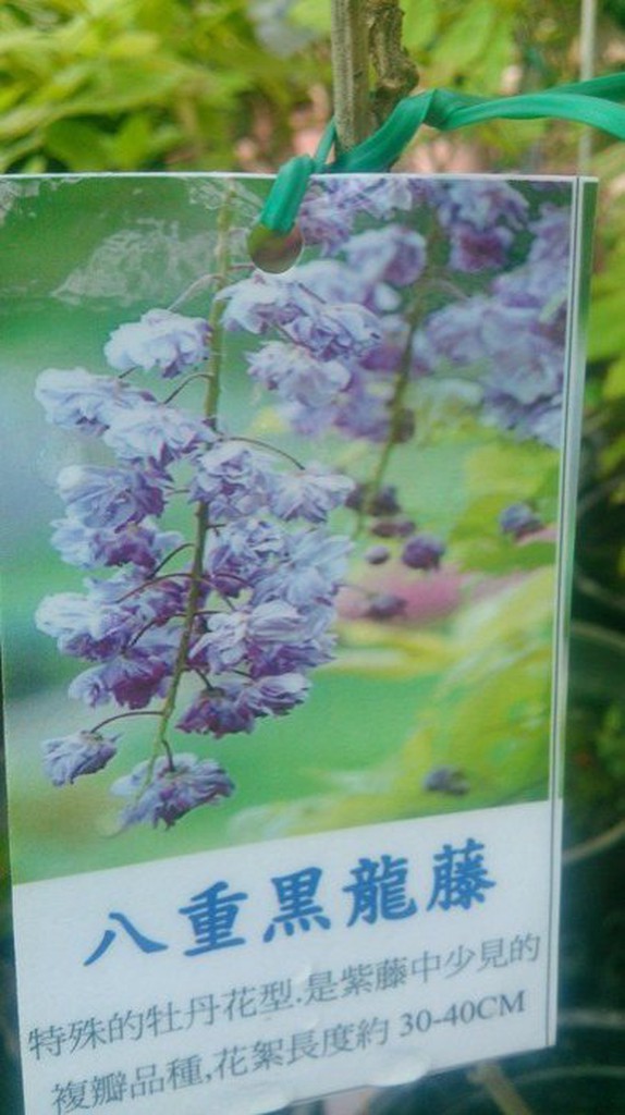 花花世界 藤蔓 蔓性植物 八重黑龍藤 7 8吋盆 高35 60cm Ma 蝦皮購物