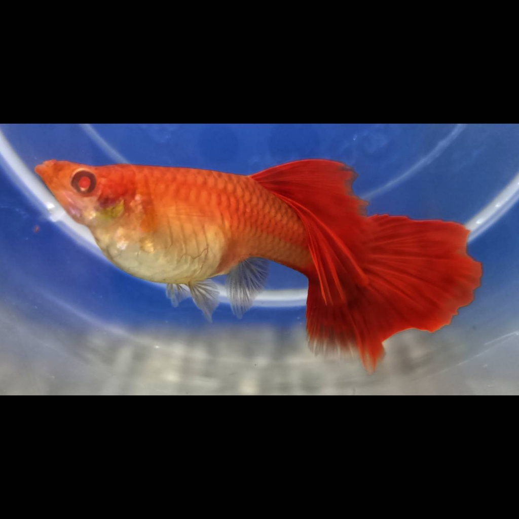 小型觀賞魚專用 優惠推薦 22年8月 蝦皮購物台灣