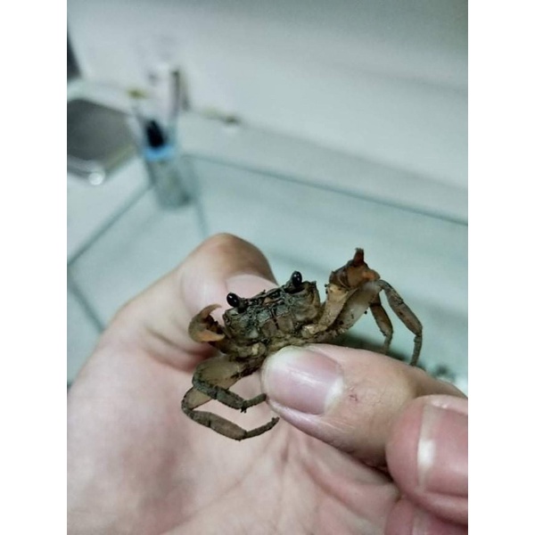 螃蟹飼料的價格推薦 22年3月 比價比個夠biggo