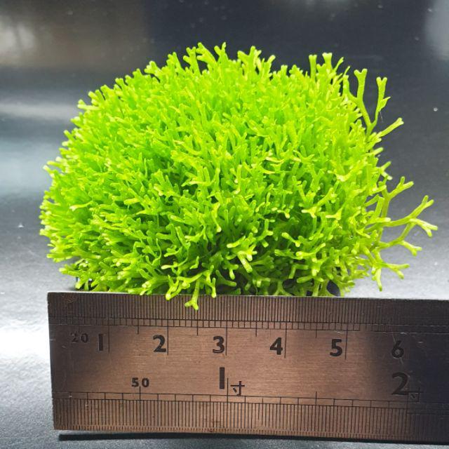 鹿角苔石 真水草 冒泡旺盛 泡泡龍 入門草種 蝦皮購物