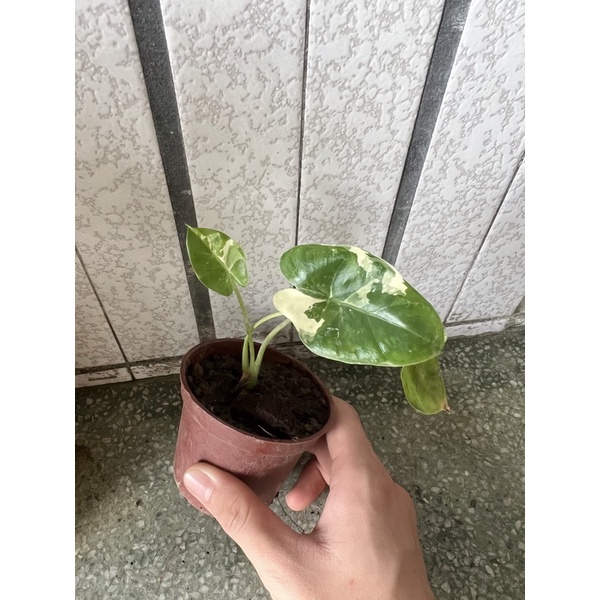 白斑姑婆芋Alocasia macrorrhiza Variegated