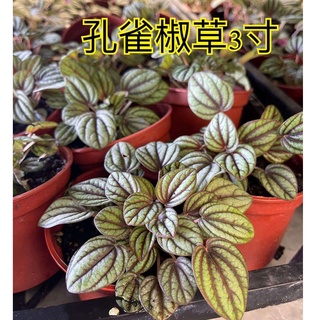 ^花草巷弄^ 3吋盆 / 孔雀椒草 / 觀葉植物 / 小品盆栽