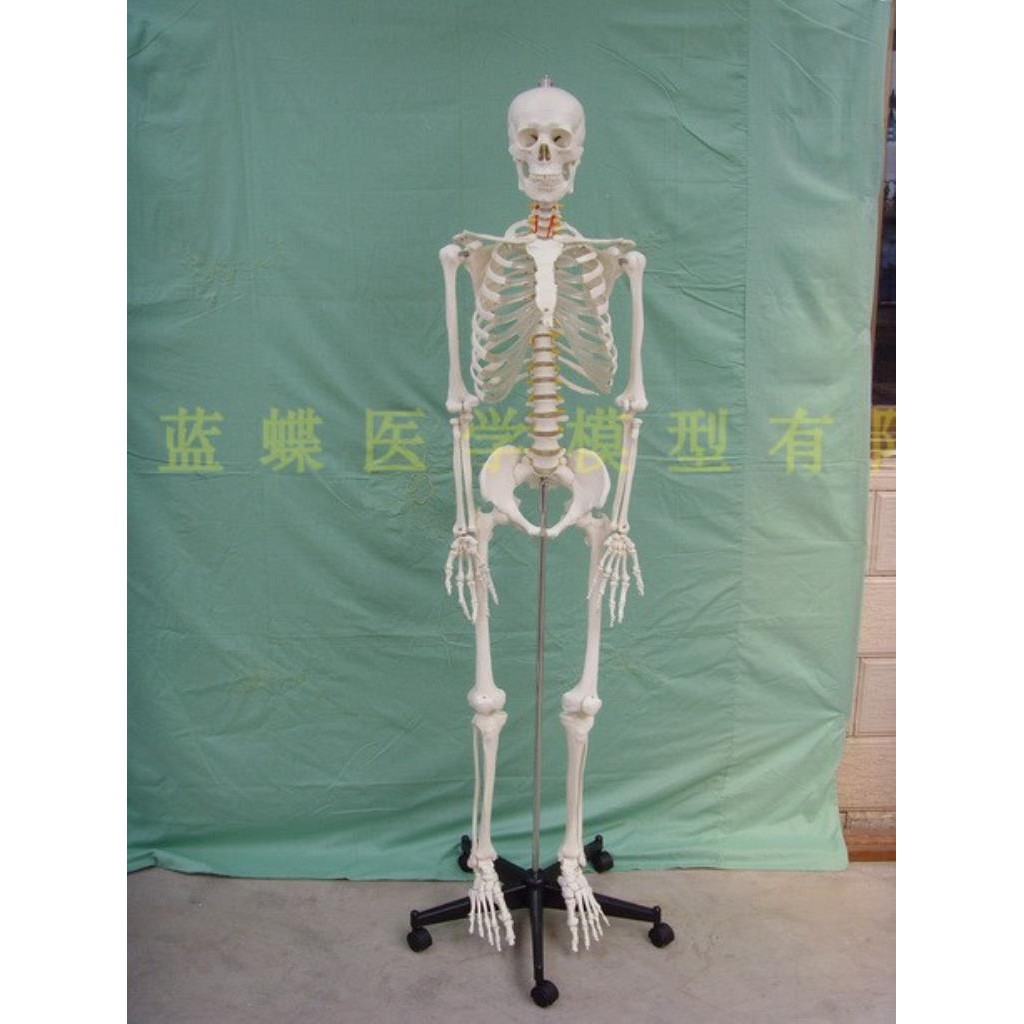 模型現貨人體骨骼模型170cm男性人骨解剖模型高級推拿按摩臨床護理模型