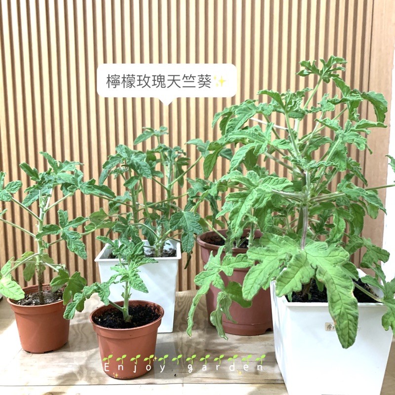 預購 檸檬玫瑰天竺葵 香草植物 蝦皮購物