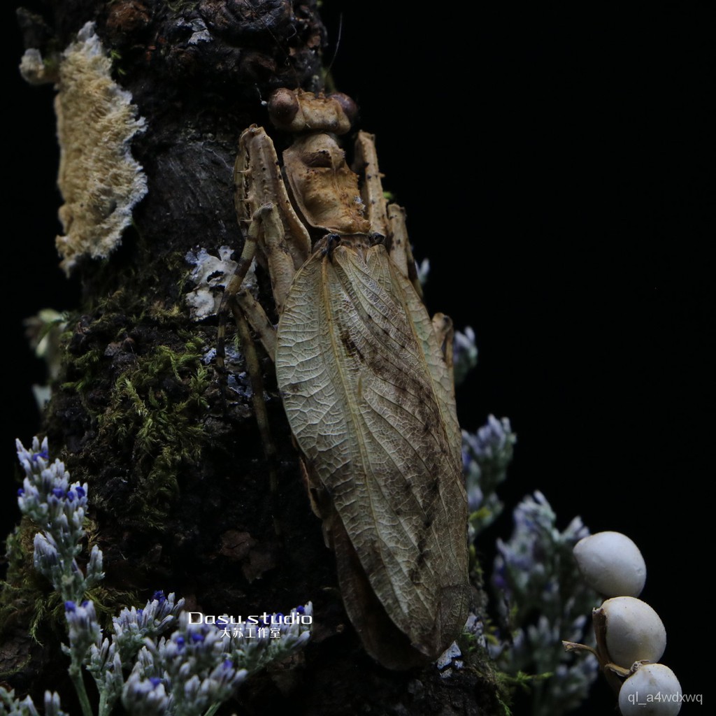 熱銷機械昆蟲標本 擬態樹皮 真實樹皮螳螂標本昆蟲生態微景觀個性復古擺件收藏品 熱款機械昆蟲標本 蝦皮購物