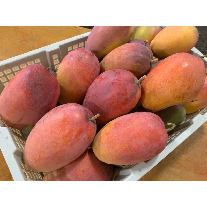 產地直送 稀有品種 黃金蜜（蜜煌）芒果🥭 10斤含運價