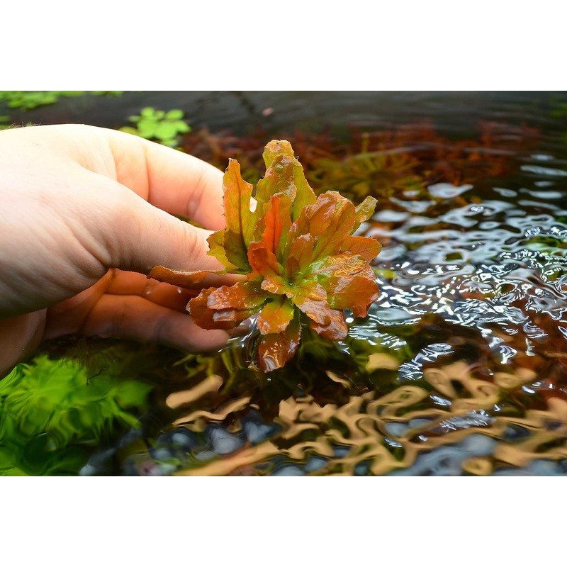 蝦兵蟹將 水草造景 北美丁香 單株 中景草水中葉多毛水丁香陽性水草 蝦皮購物