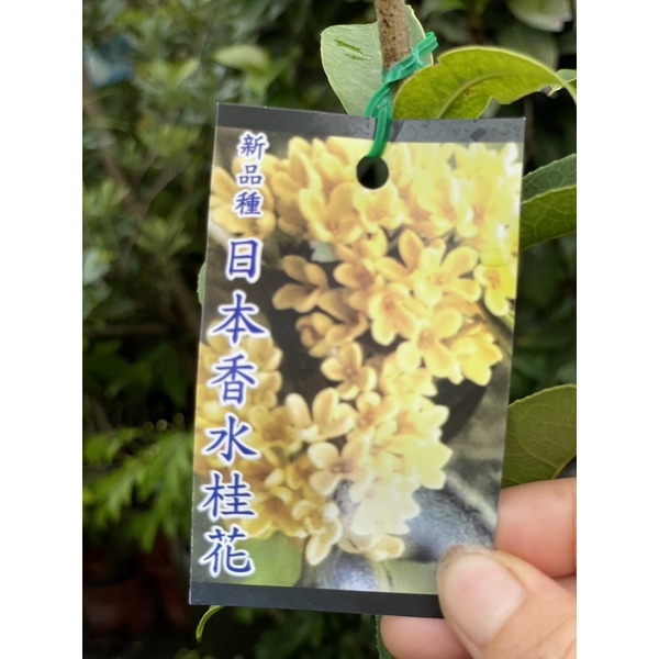 霏霏園藝最新品種四季日本香水桂花一棵特價400元8吋盤高100-120公分