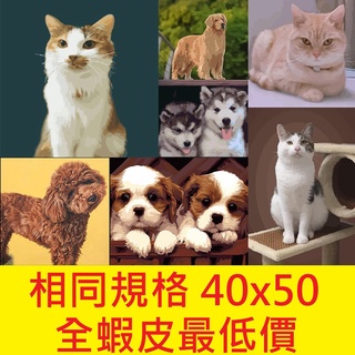 當日發貨【動物類】40x50 cm 大畫布 出清 特價 手繪 DIY數字油畫 業界超低價 含丙烯顏料 畫筆 畫布 參考圖