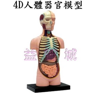 益智城《教學人體模型/人體解剖模型/生物教學模型/器官模型/內臟模型/DIY模型/4D Master 》4D人體器官模型