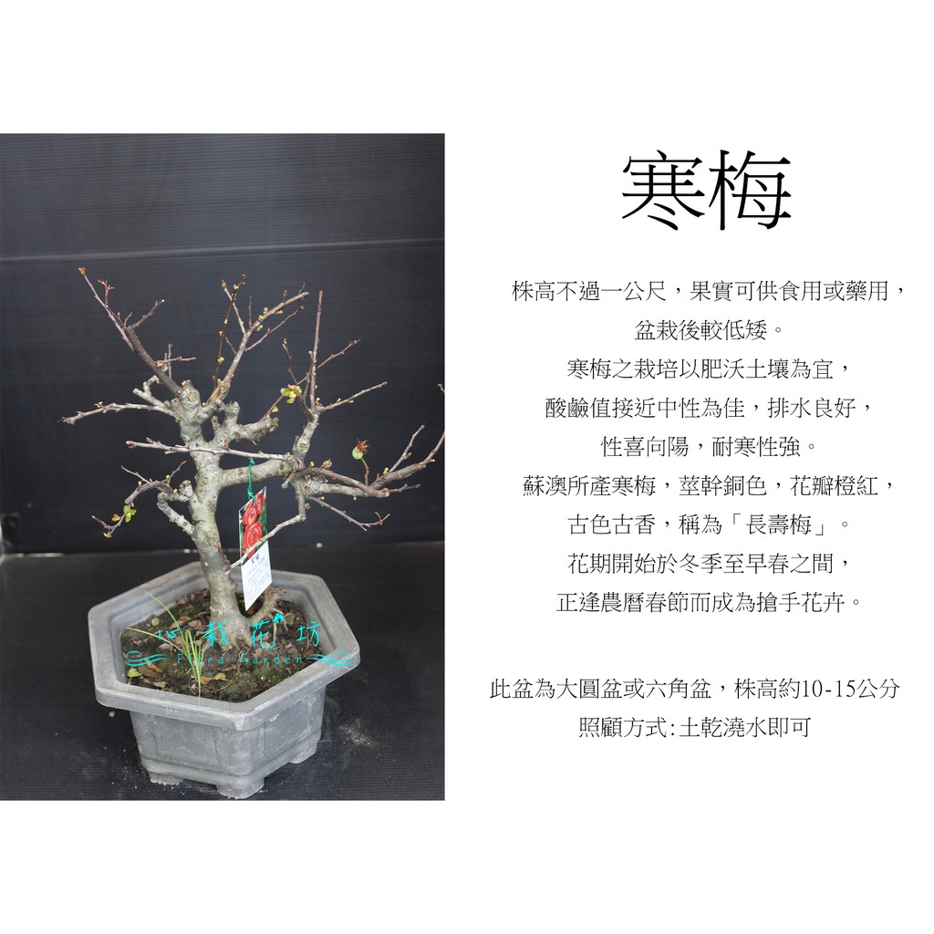 价格从 124 74 木瓜海棠 盆栽 海棠種子 木桃 毛葉木瓜 振華育苗 挑戰網 Best Price Products