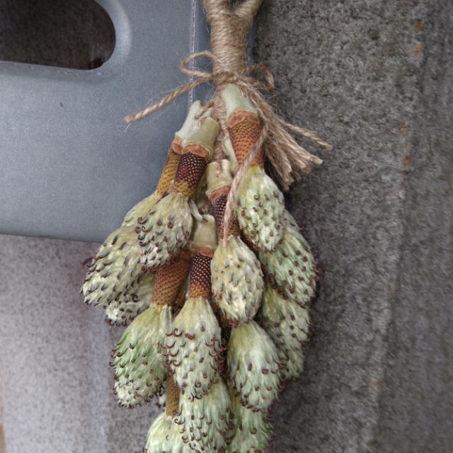 洋玉蘭花（木蘭花）芯種子串