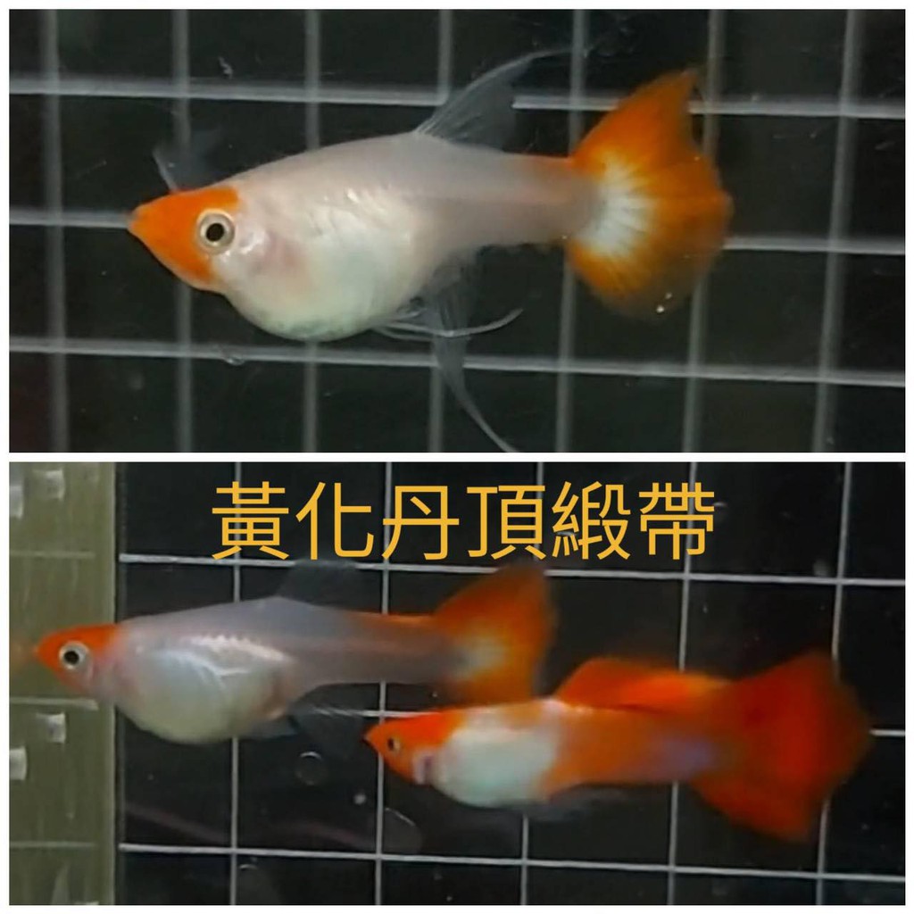 彩蝦屋 黃化丹頂緞帶純品系孔雀魚孔雀魚模型 買5對送一對 蝦皮購物