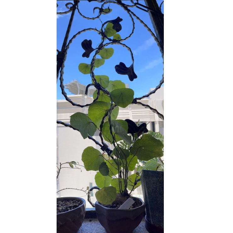 血藤山烏龜 (發芽穩根6cm↑) Stephania 多肉植物 塊根植物 小品 室內植物