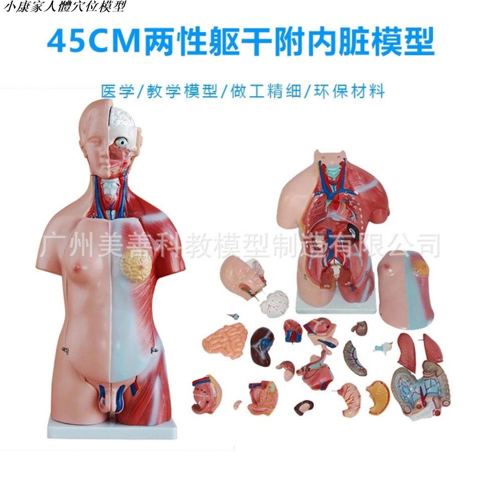 人體穴位模型 詳細穴位標註 42cm軀干模型人體內臟解剖女性軀干解剖模型胸腹部器官結構造醫學 蝦皮購物