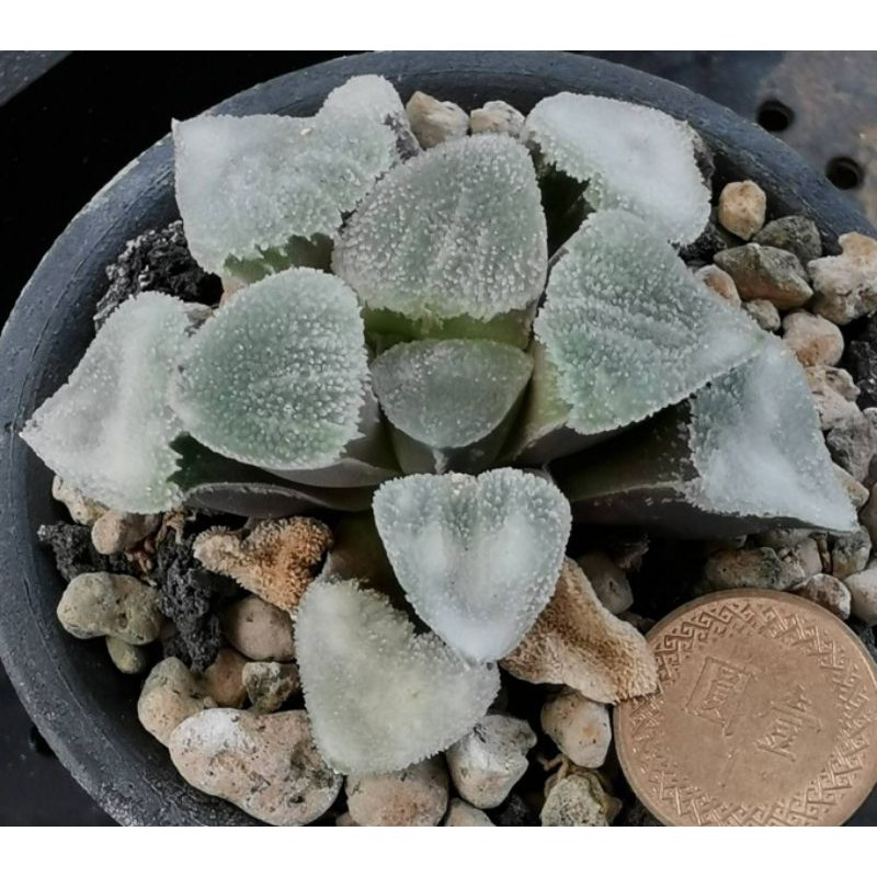 百合科~Haworthia pygmaea hyb. 翠貝