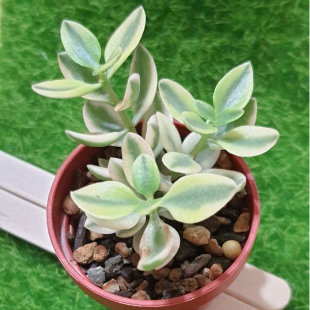 多肉植物 雨心錦 一吋盆 蝦皮購物