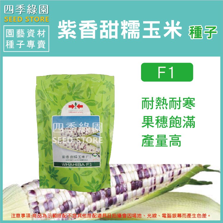 紫香甜糯玉米種子 產量極高,品質香Q又甜,風味極佳【四季綠園】