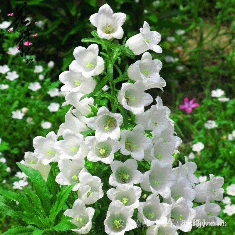 夯全網最多款種子夯多年生大花飛燕草種子小飛燕草陽台庭院盆栽草本花卉千鳥草籽ncnh 蝦皮購物