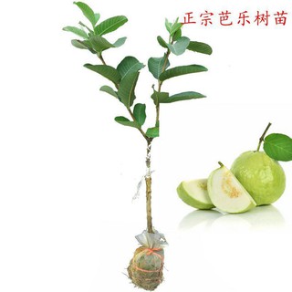 蝦皮購物 花得更少買得更好