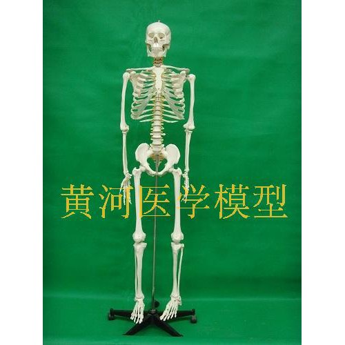 Hushan04 170cm人體骨骼模型170公分人骨模型人骷髏模型180公分骨骼模型 蝦皮購物