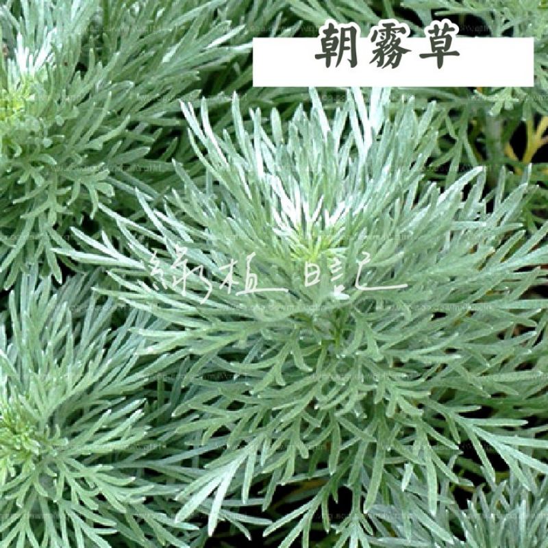 苦艾草 Ptt Dcard討論與高評價網拍商品 21年9月 飛比價格