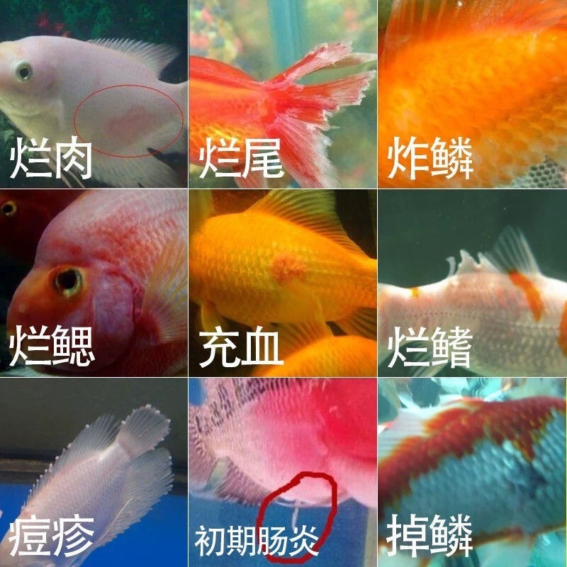 台灣發慶大黴素魚用金魚鸚鵡魚水霉病白毛白點腸炎用品殺菌消毒水族藥劑 蝦皮購物