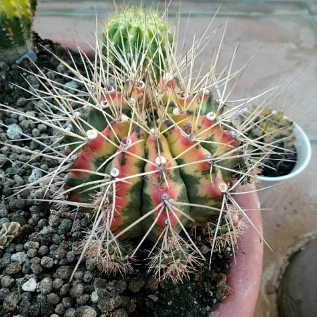 多肉植物仙人掌虎斑翠晃冠錦 大 蝦皮購物