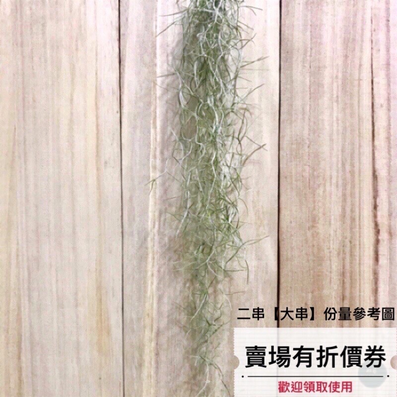 植藝-細葉松蘿 ✧細細綠葉✧ T. usneoides super fine 超級好松蘿 空氣鳳梨 空鳳 空氣草 松蘿