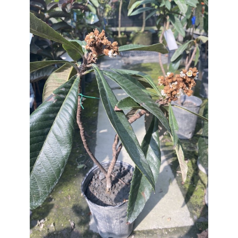 花果山 枇杷茂木品種4 5寸盆高壓苗 蝦皮購物