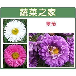 【蔬菜之家滿額免運】H21.翠菊種子30顆(蜜蕾，混合色，高25cm)花卉 花類種子