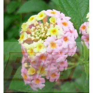 花田厝 綠籬植物 馬櫻丹 粉色 6吋盆高約 30公分花期5 9月超易開花適應力佳 蝦皮購物