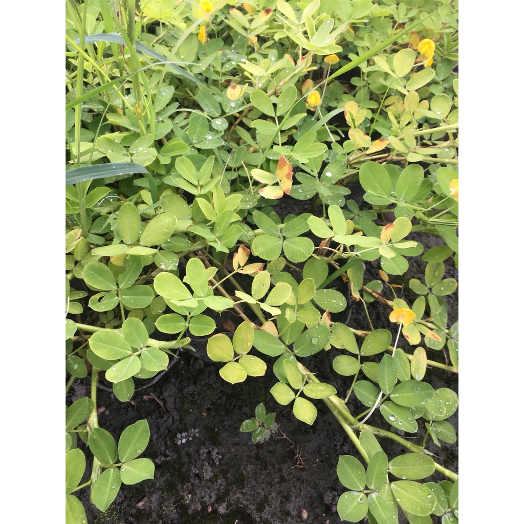 一禪種苗園 1組10棵 蔓花生 長喙花生 地被植物 3吋盆 蝦皮購物