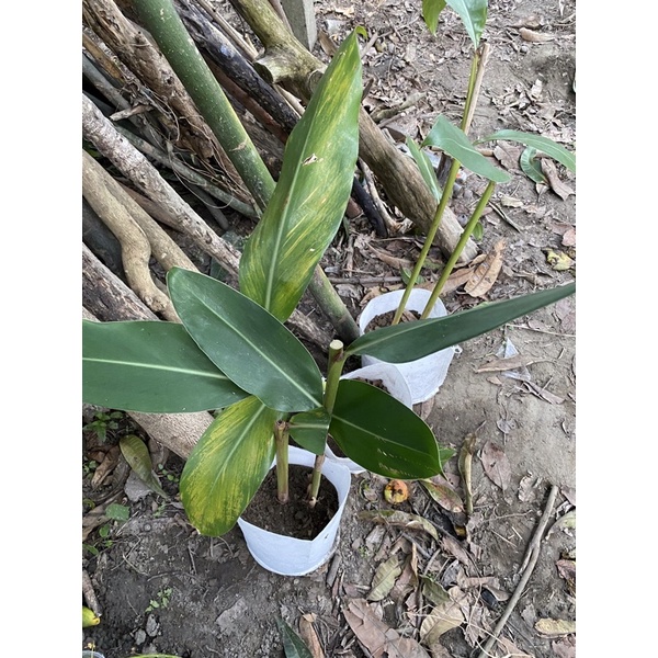 粽葉月桃葉的價格推薦 23年2月 比價比個夠biggo