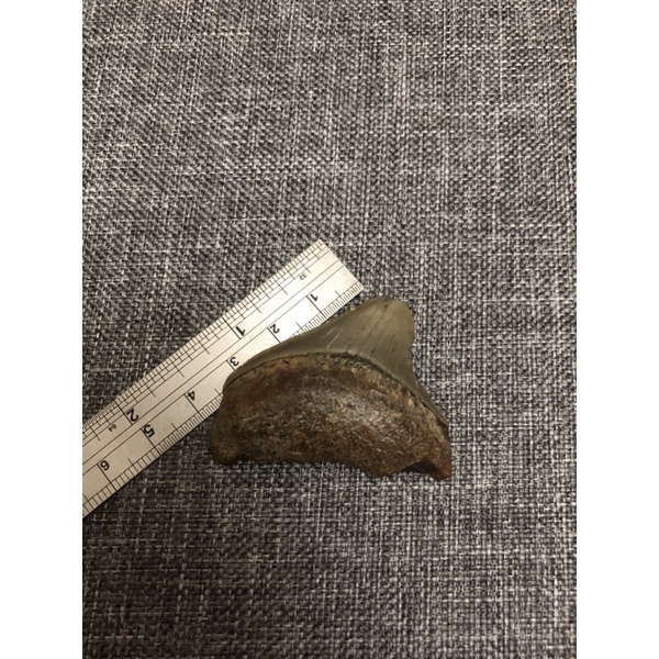 古生物化石-巨齒鯊牙（小）