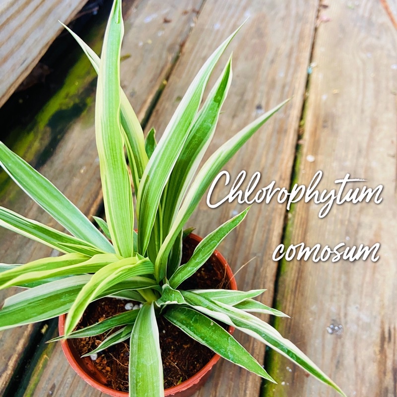 王冠園藝 吊蘭鑲邊折鶴蘭chlorophytum 三寸盆 蝦皮購物